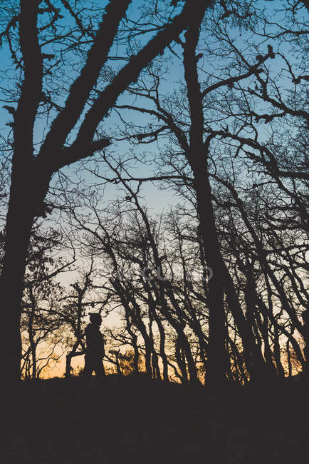 Vue latérale de l'homme en silhouette marchant dans la forêt sombre d'automne avec des arbres nus — Photo de stock