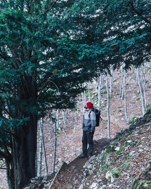 Vista lateral do mochileiro macho em boné vermelho em pé ao lado de pinheiros verdes maciços na encosta da montanha — Fotografia de Stock