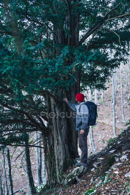 Side view of male backpacker in red cap standing next to massive green pine trees on mountain slope — Stock Photo