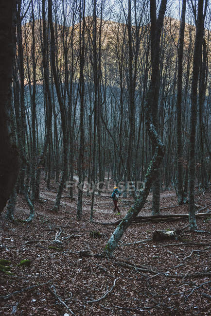 Viajante solitário caminhando em trilha na floresta tranquila com árvores sem folhas em tempo de outono nublado com montanhas à distância — Fotografia de Stock