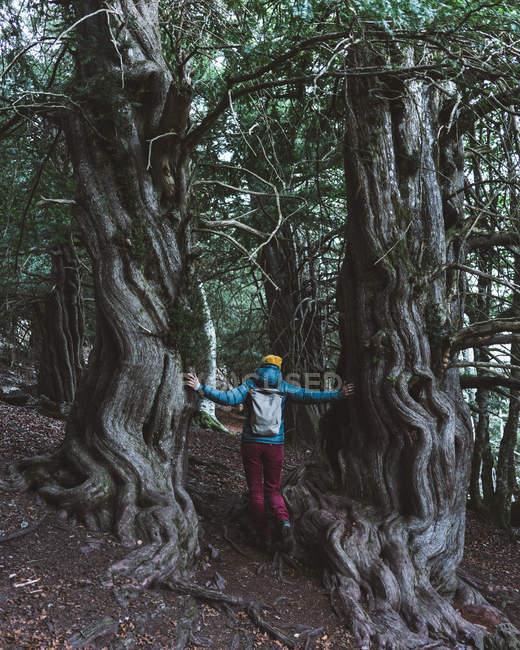 Visão traseira do mochileiro irreconhecível em tampa amarela em pé ao lado de troncos maciços de árvores verdes na encosta da montanha — Fotografia de Stock