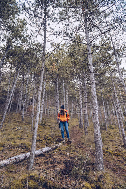 Снизу уверенная женщина в теплой одежде и шляпе, идущая вдоль бревна осенью вечнозеленого леса — стоковое фото