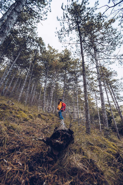 De baixo mulher confiante em roupas quentes e chapéu de pé na floresta evergreen outono — Fotografia de Stock