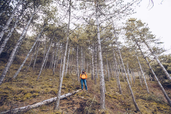 Von unten selbstbewusste Frau in warmer Kleidung und Hut, die im herbstlichen immergrünen Wald entlang der Baumstämme spaziert — Stockfoto