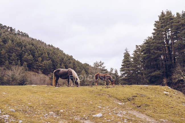 Healthy horses grazing at lawn by evergreen trees at idyllic valley — Stock Photo