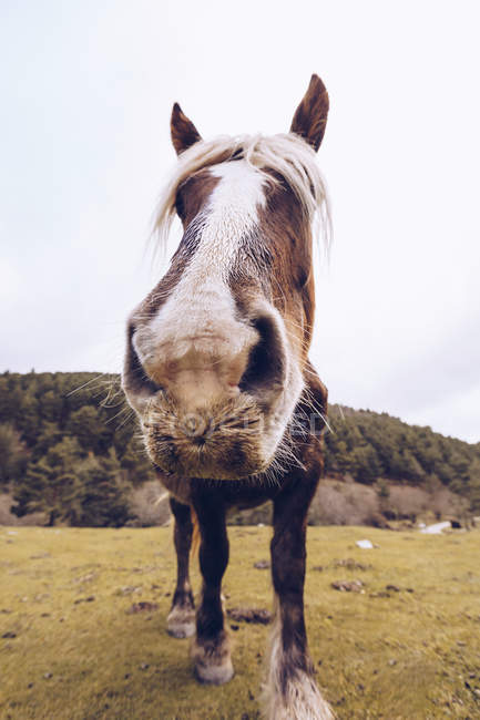 Vista de perto do cavalo saudável de pé perto do vale idílico — Fotografia de Stock