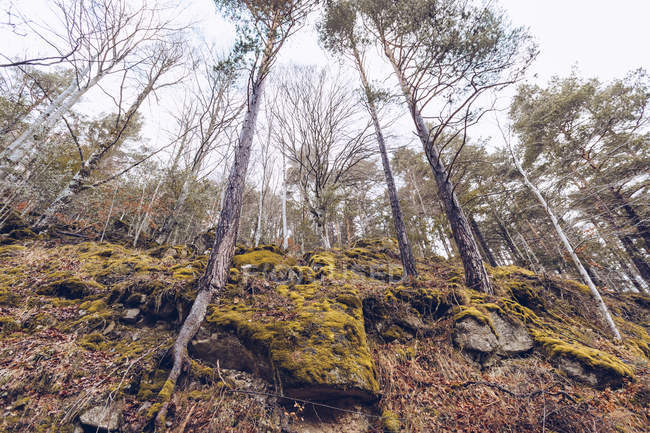 Низький кут зору хвилястих дерев з листям над хмарним небом — стокове фото