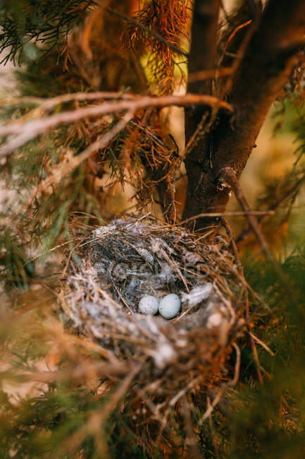 From above of nest with small bird eggs placed on branches of thin conifer tree in forest — Stock Photo