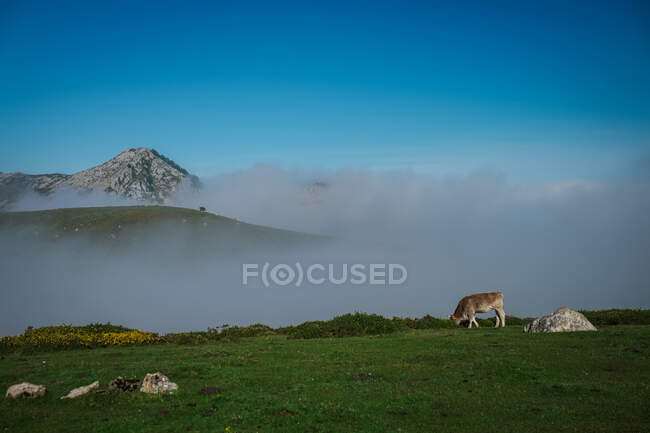 Bovinos em prado verde durante nevoeiro tempo ensolarado — Fotografia de Stock