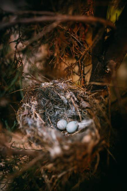 Dall'alto di nido con piccole uova di uccello messe su rami di albero di conifera sottile in foresta — Foto stock