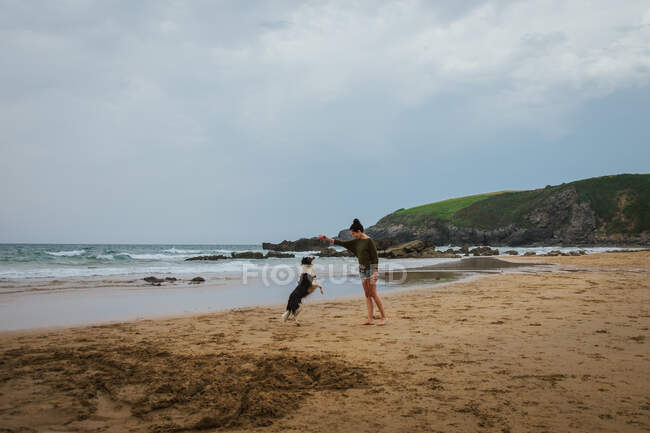 Adulto fêmea segurando pequeno brinquedo enquanto dappled preto e branco Border Collie cão pulando na praia de areia contra a colina verde e ondas de mar cinza sob céu nublado — Fotografia de Stock