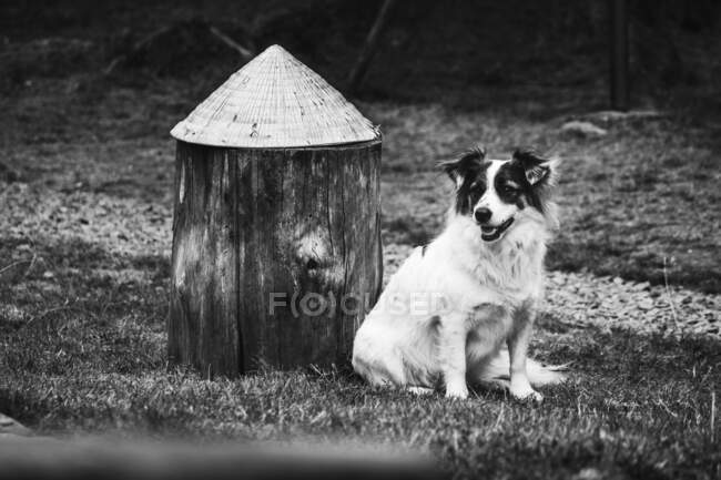 Black and white cute furry dog sitting on grass near stump with Asian conical hat in garden — Stock Photo