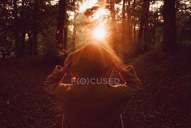 Вид ззаду самотньої людини в теплий светр дивиться дивовижний осінній схід сонця, стоячи і знімаючи капюшон обома руками в спокійному щільному лісі — стокове фото
