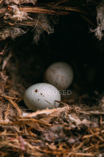 Desde arriba del nido con pequeños huevos de ave colocados en ramas de árbol de coníferas delgadas en el bosque - foto de stock