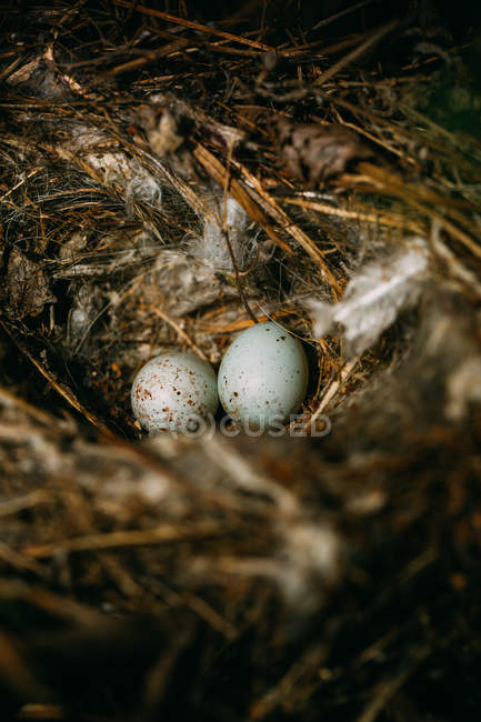 De cima do ninho com pequenos ovos de pássaro colocados em ramos da árvore de conífera fina na floresta — Fotografia de Stock