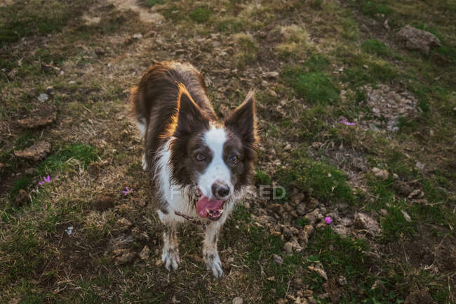 From above tired muddy fluffy brown and white Border Collie dog with opened mouth and raised ears standing alone and looking away in glade with green grass and pink flowers in summer fair weather — Stock Photo
