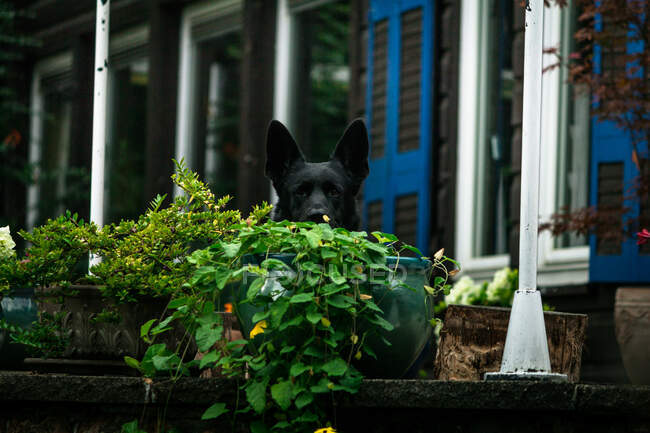 Schwarzer Hund sitzt an einem ruhigen Tag hinter Töpfen mit grünen Pflanzen vor dem Haus — Stockfoto