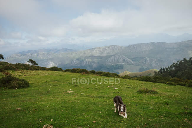 From above playful brown and white Border Collie dog looking at camera while sitting alone on green meadow on hillside against gray silhouette of mountains - foto de stock