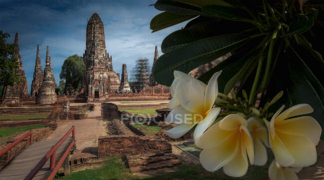 Ramo de árvore com flores brancas penduradas contra ruínas do antigo templo no dia nublado na Tailândia — Fotografia de Stock