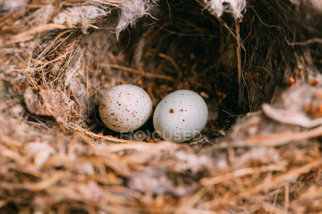De cima do ninho com pequenos ovos de pássaro colocados em ramos da árvore de conífera fina na floresta — Fotografia de Stock