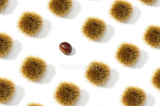 Pattern of sweet chestnuts, one peeled and husks on white background. — Stock Photo