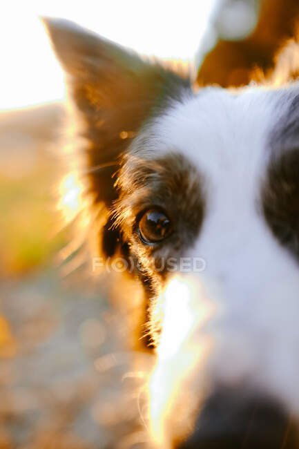 Border collie sitting on meadow — Stock Photo