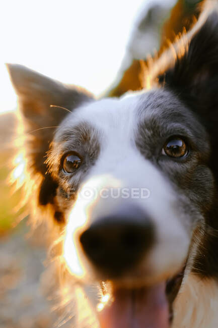 Border collie sitting on meadow — Stock Photo
