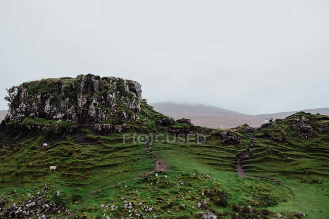 Ovelhas comendo grama em montanhas verdes na Escócia — Fotografia de Stock
