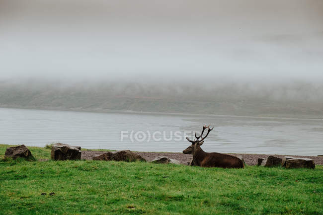 Veado descansando na grama perto da costa na Escócia com colinas enevoadas — Fotografia de Stock