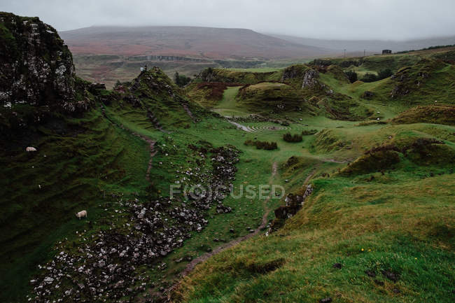 Schafe fressen Gras in grünen Bergen in Schottland — Stockfoto