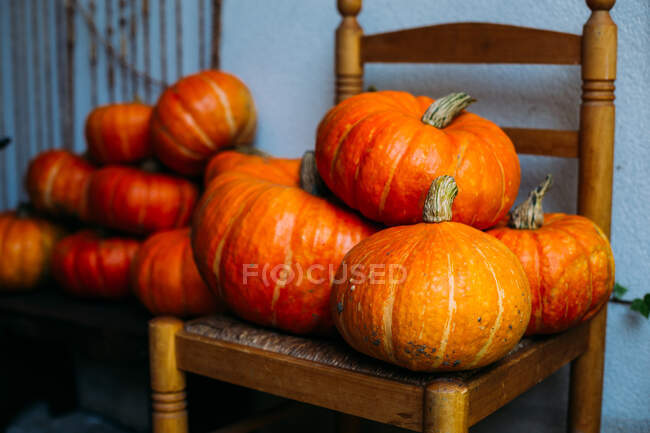 Large vibrant collection of ripe pumpkins arranged on rustic wooden chairs against blue wall — Stock Photo