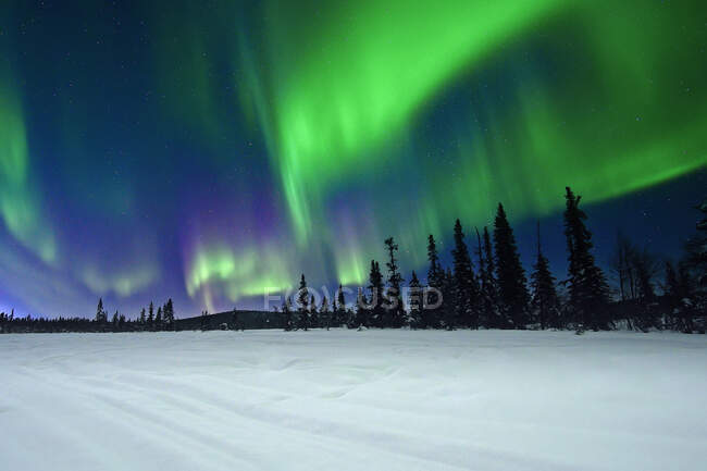 Verdi aurore boreali che brillano sul cielo notturno su alberi di conifera e terreno innevato in inverno nella natura — Foto stock