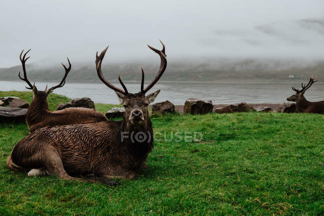Manada de ciervos descansando en la hierba cerca de la costa de Escocia con colinas brumosas - foto de stock