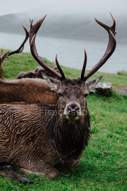 Herd of deer resting on grass near coast in Scotland with misty hills — Stock Photo