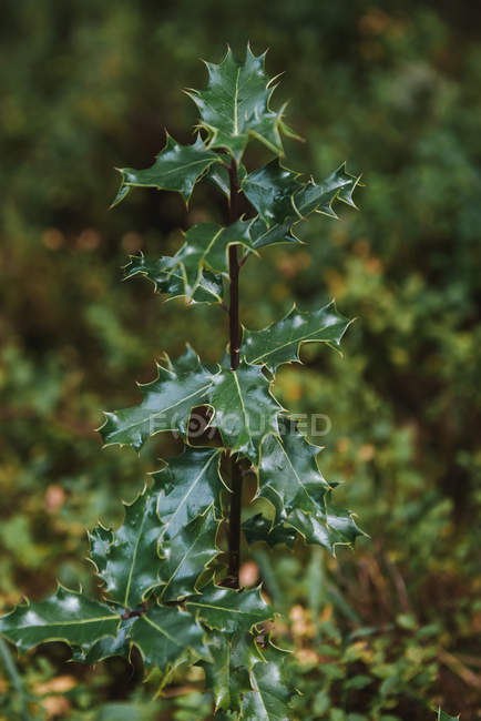Small plant on thin trunk with shiny dark green leaves in forest — Stock Photo