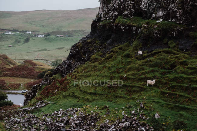 Ovejas comiendo hierba en verdes montañas en Escocia - foto de stock