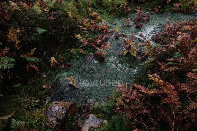 Pista bagnata sterrata che attraversa erba e cespugli di foresta — Foto stock