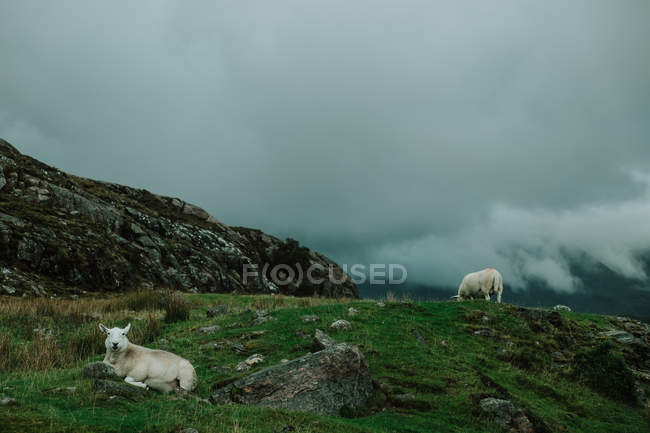 Pastagem de ovelhas selvagens entre prados secos perto de altas colinas na Escócia — Fotografia de Stock