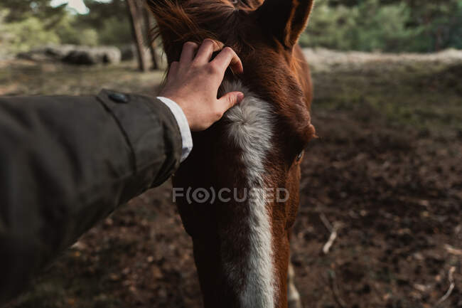 Persona acariciando caballo castaño en el bosque - foto de stock