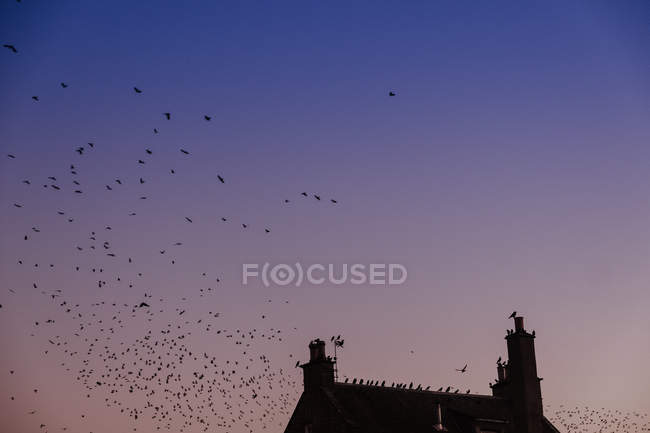 Dal basso di stormo volante di uccelli su cielo di sera e tetto di cottage di campagna — Foto stock