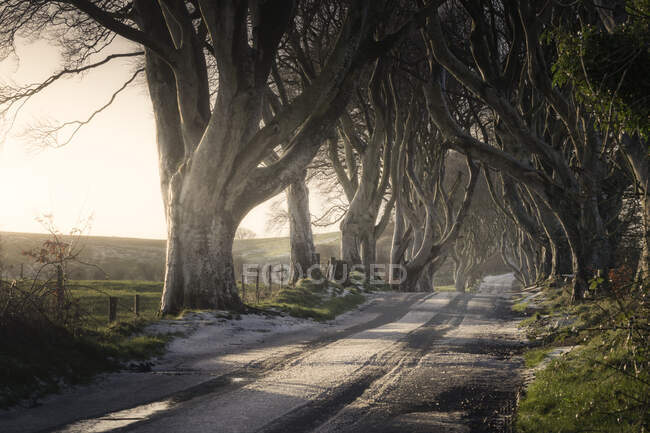 Tunnel of giant beech leafless trees in Ireland — Stock Photo