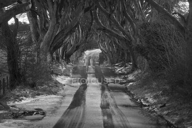 Дорога зі світлом, що покриває сніг, пролягає через темні краї алеї великих безлистя дерев з переплетеними гілками в похмурий день. — стокове фото