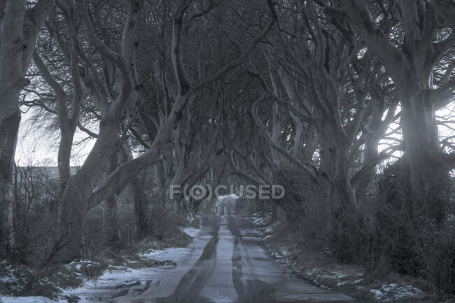 Tunnel of giant beech leafless trees in Ireland — Stock Photo