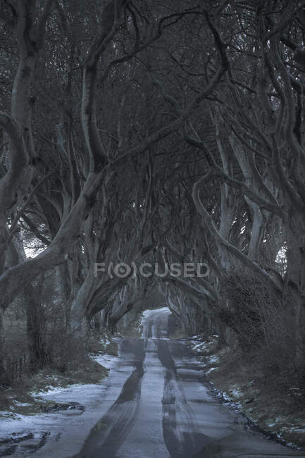 Túnel de faia gigante árvores sem folhas na Irlanda — Fotografia de Stock