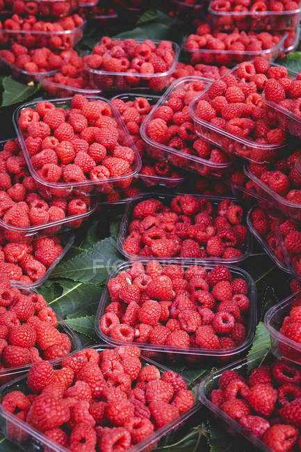 Stand full of ripe organic raspberries in boxes at farmers outdoor market — Stock Photo