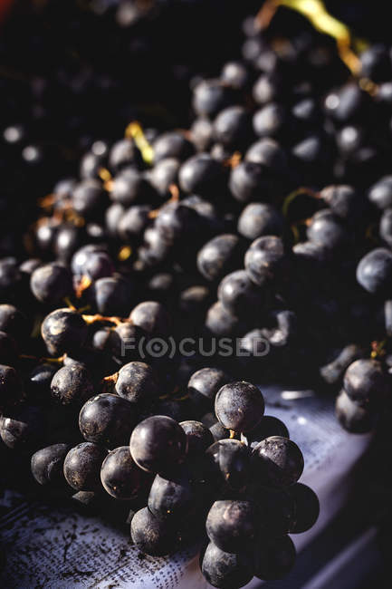 Stand pieno di uve biologiche mature al mercato agricolo all'aperto — Foto stock