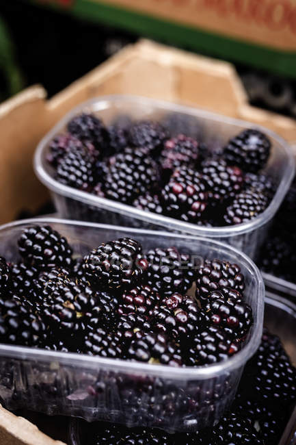 Stand full of ripe organic blackberries in boxes at farmers outdoor market — Stock Photo