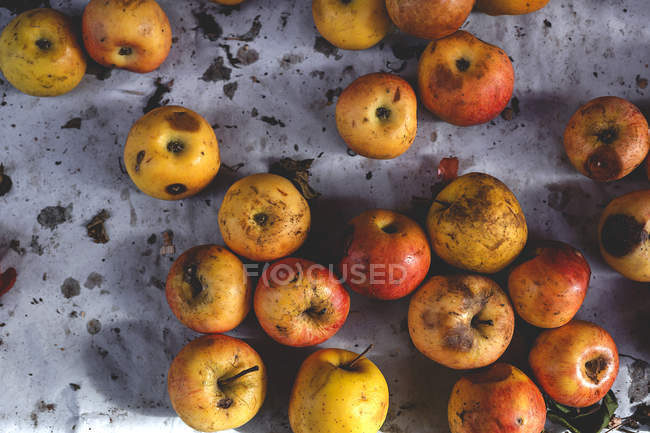 Stand lleno de manzanas amarillas orgánicas maduras en el mercado al aire libre de los agricultores - foto de stock