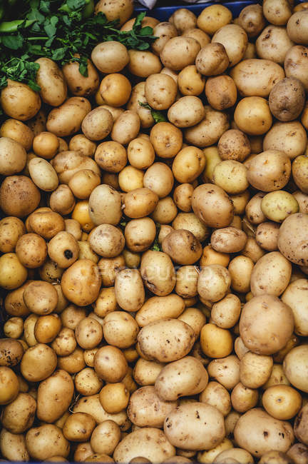 Stand pieno di patate biologiche mature al mercato all'aperto degli agricoltori — Foto stock
