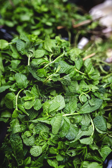 Stand lleno de hojas de menta orgánica en el mercado de agricultores al aire libre - foto de stock